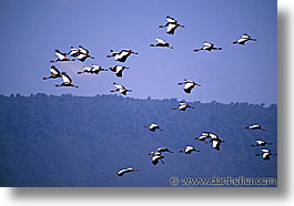 images/Africa/Tanzania/Tarangire/Birds/crowned-crane.jpg