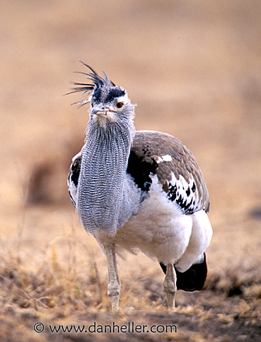 kori-bustard-1.jpg