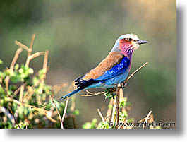 images/Africa/Tanzania/Tarangire/Birds/lilac-breasted-roller-1.jpg