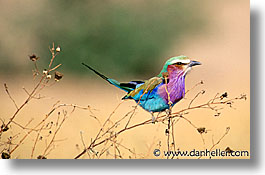 images/Africa/Tanzania/Tarangire/Birds/lilac-breasted-roller-2.jpg