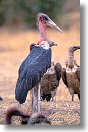 images/Africa/Tanzania/Tarangire/Birds/marabou-stork.jpg