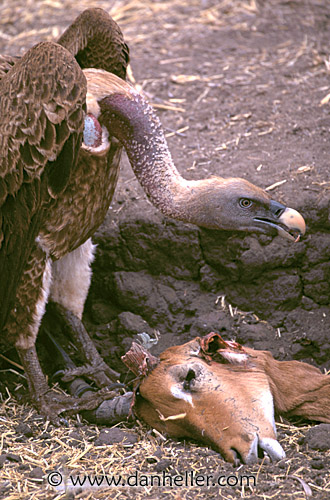 ruppells_griffon-vulture-01.jpg