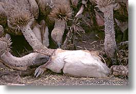 images/Africa/Tanzania/Tarangire/Birds/ruppells_griffon-vulture-02.jpg