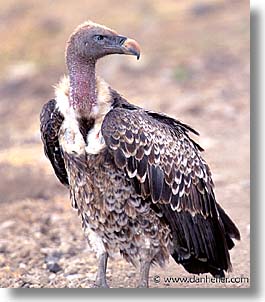 images/Africa/Tanzania/Tarangire/Birds/ruppells_griffon-vulture-03.jpg
