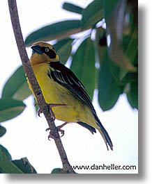 images/Africa/Tanzania/Tarangire/Birds/warbler.jpg