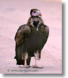 images/Africa/Tanzania/Tarangire/Birds/white-headed-vulture.jpg