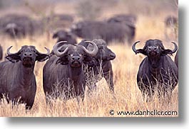 images/Africa/Tanzania/Tarangire/Buffalo/buffalo02.jpg