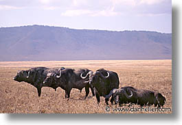 images/Africa/Tanzania/Tarangire/Buffalo/buffalo03.jpg