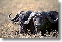 images/Africa/Tanzania/Tarangire/Buffalo/buffalo05.jpg