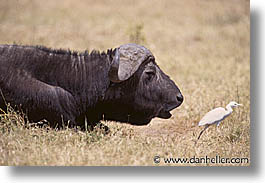 images/Africa/Tanzania/Tarangire/Buffalo/buffalo06.jpg