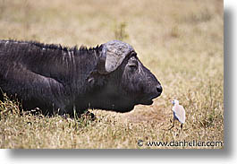 images/Africa/Tanzania/Tarangire/Buffalo/buffalo07.jpg