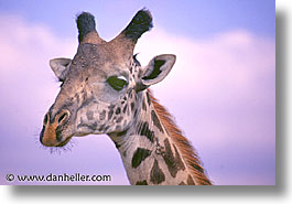 images/Africa/Tanzania/Tarangire/Giraffes/Giraffe02.jpg