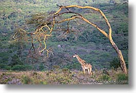 images/Africa/Tanzania/Tarangire/Giraffes/Giraffe03.jpg