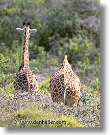 images/Africa/Tanzania/Tarangire/Giraffes/Giraffe04.jpg