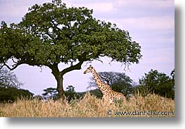 images/Africa/Tanzania/Tarangire/Giraffes/Giraffe05.jpg