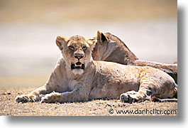 images/Africa/Tanzania/Tarangire/Lions/lion01.jpg