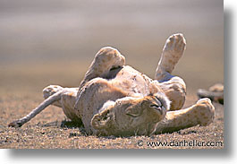 images/Africa/Tanzania/Tarangire/Lions/lion02.jpg