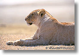 images/Africa/Tanzania/Tarangire/Lions/lion04.jpg