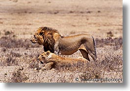 images/Africa/Tanzania/Tarangire/Lions/lion05.jpg