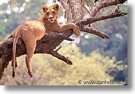 images/Africa/Tanzania/Tarangire/Lions/lion10.jpg