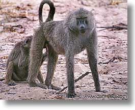 images/Africa/Tanzania/Tarangire/Misc/baboons-1.jpg