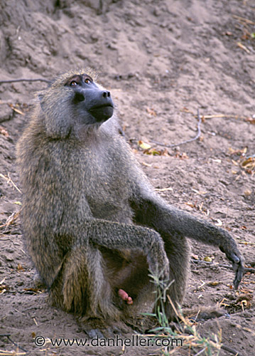 baboons-2.jpg