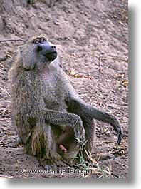 images/Africa/Tanzania/Tarangire/Misc/baboons-2.jpg