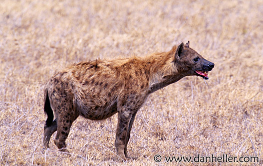 hyena.jpg