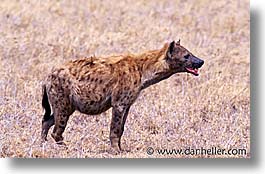 images/Africa/Tanzania/Tarangire/Misc/hyena.jpg