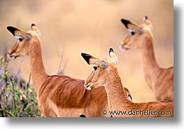 images/Africa/Tanzania/Tarangire/Misc/impala-a.jpg