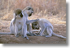 images/Africa/Tanzania/Tarangire/Misc/vervet-monkey-1.jpg
