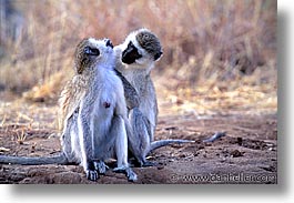 images/Africa/Tanzania/Tarangire/Misc/vervet-monkey-2.jpg