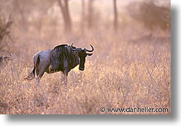images/Africa/Tanzania/Tarangire/Misc/wildebeest03.jpg
