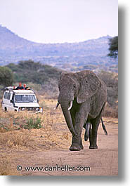 images/Africa/Tanzania/Tarangire/Pachyderms/elephant-xing.jpg