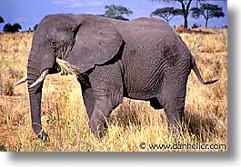 images/Africa/Tanzania/Tarangire/Pachyderms/elephant01.jpg