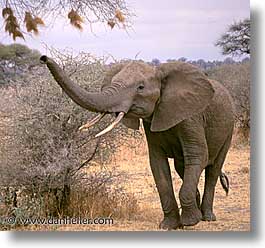 images/Africa/Tanzania/Tarangire/Pachyderms/elephant03.jpg