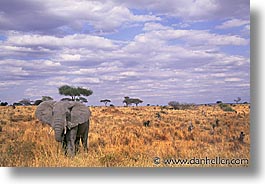 images/Africa/Tanzania/Tarangire/Pachyderms/elephant05.jpg