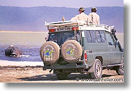 images/Africa/Tanzania/Tarangire/Pachyderms/hippo-view.jpg