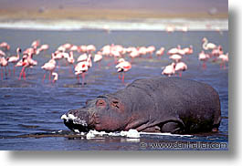 images/Africa/Tanzania/Tarangire/Pachyderms/hippo02.jpg