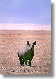 images/Africa/Tanzania/Tarangire/Pachyderms/rhino02.jpg