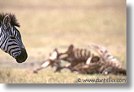 images/Africa/Tanzania/Tarangire/Zebra/carrion05.jpg