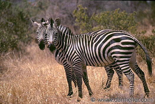 zebra01.jpg