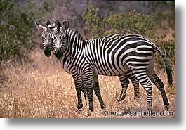 images/Africa/Tanzania/Tarangire/Zebra/zebra01.jpg