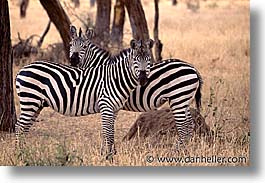 images/Africa/Tanzania/Tarangire/Zebra/zebra02.jpg