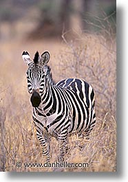 images/Africa/Tanzania/Tarangire/Zebra/zebra03.jpg