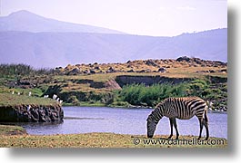 images/Africa/Tanzania/Tarangire/Zebra/zebra05.jpg