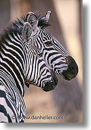 images/Africa/Tanzania/Tarangire/Zebra/zebra07.jpg
