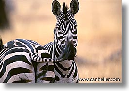 images/Africa/Tanzania/Tarangire/Zebra/zebra08.jpg