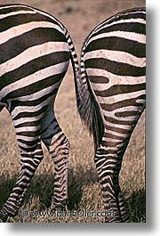 images/Africa/Tanzania/Tarangire/Zebra/zebra09.jpg