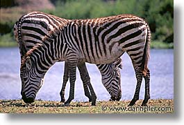 images/Africa/Tanzania/Tarangire/Zebra/zebra10.jpg
